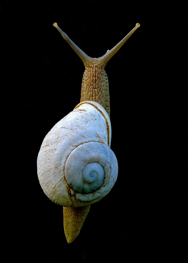 Land snail, Cockpit Country, Jamaica, by Ted Lee Eubanks