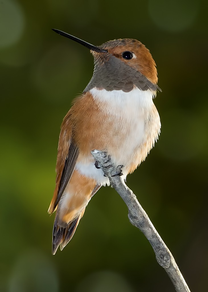 Rufous Hummingbird by Ted Lee Eubanks