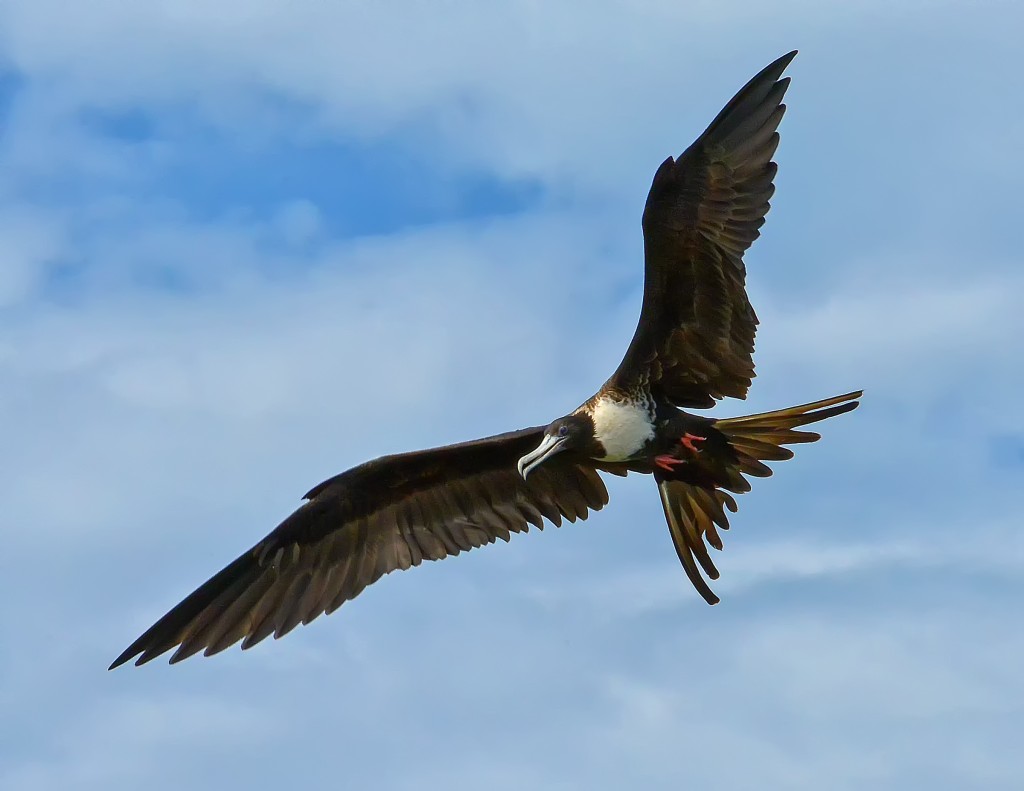 Magnificent frigatebird by Ted Lee Eubanks