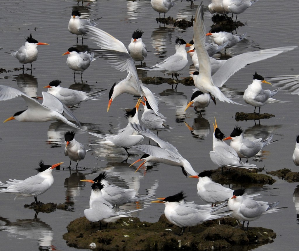 Elegant terns, Bolsa Chica, CA, by Ted Lee Eubanks