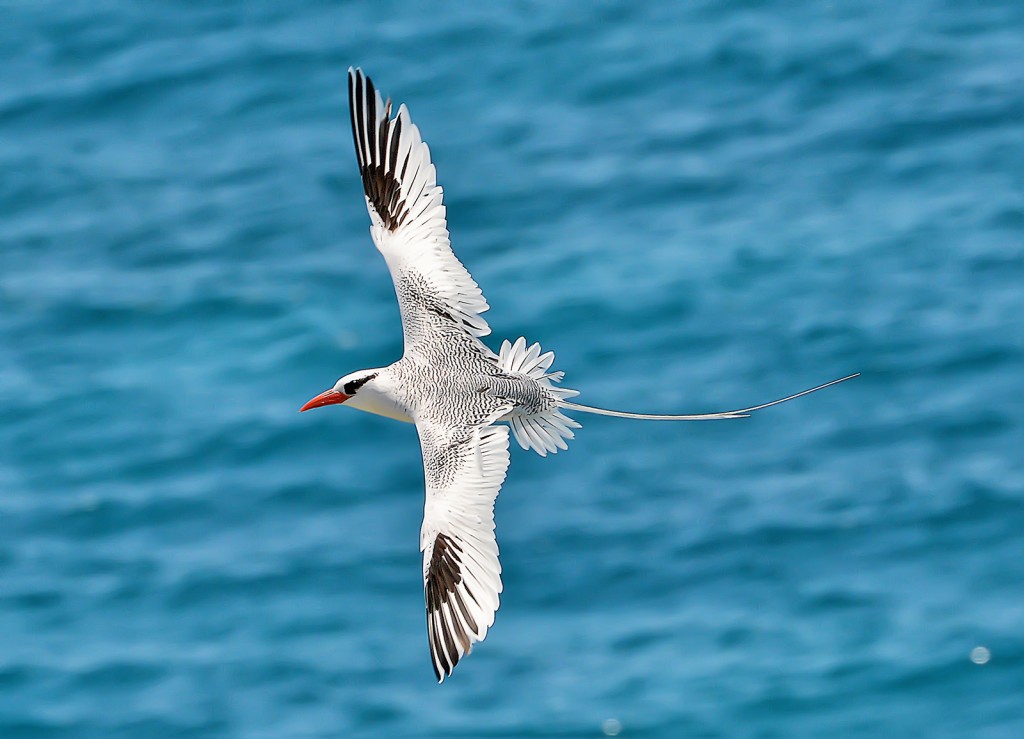 Red-billed tropicbird, Great Bird Island, Antigua, by Ted Lee Eubanks