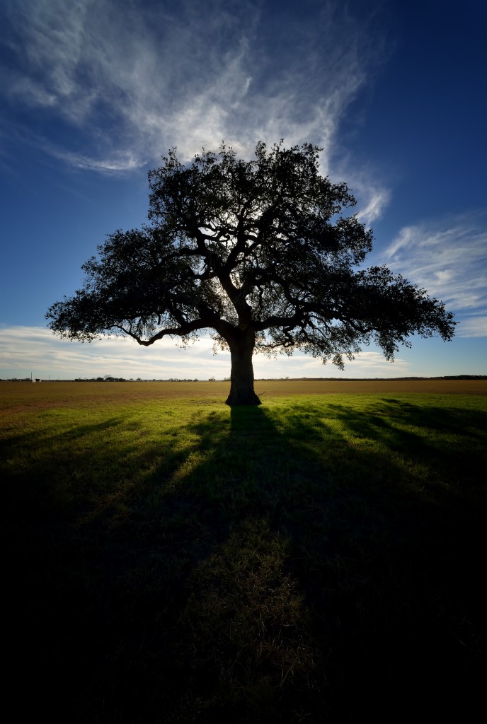 Lone oak, Goliad, Texas, by Ted Lee Eubanks