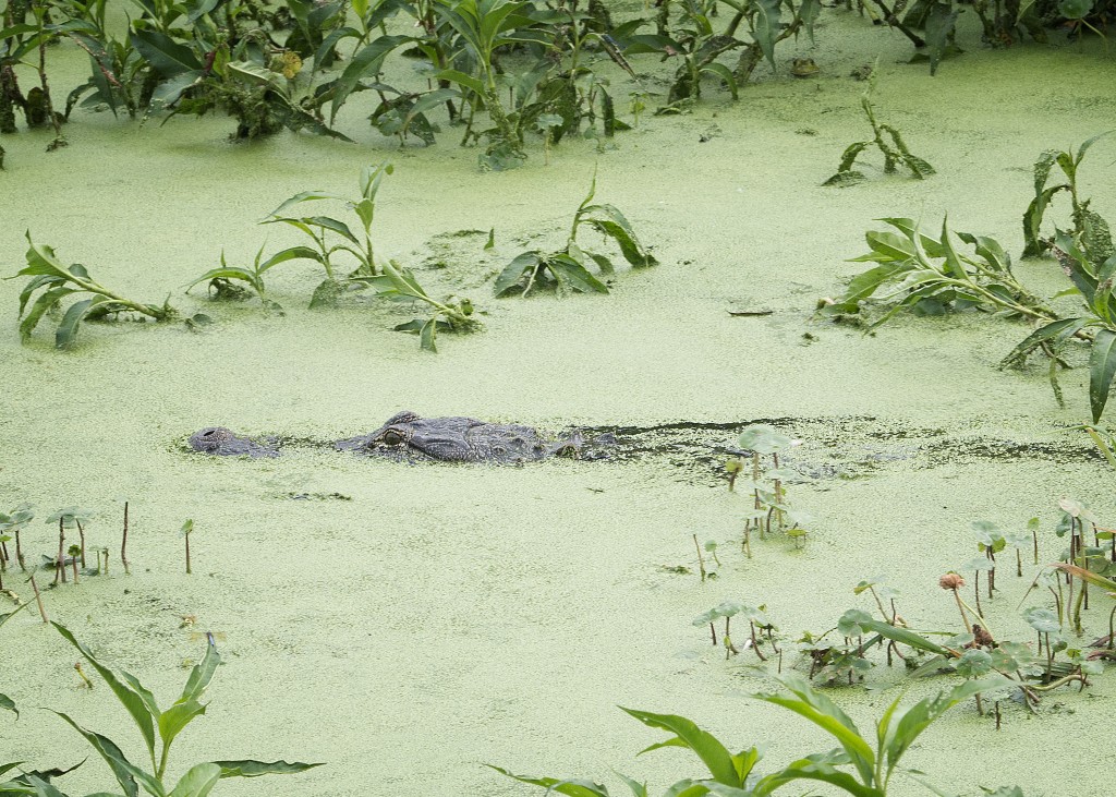 American alligator, High Island, Texas, by Ted Lee Eubanks