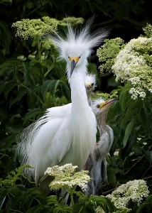 Snowy egret, High Island, Texas, by Ted Lee Eubanks