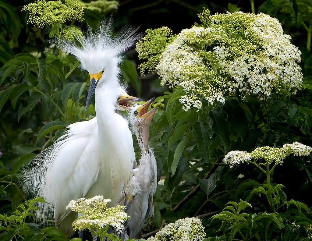 Snowy egret (Egretta thula), High Island, Texas, by Ted Lee Eubanks