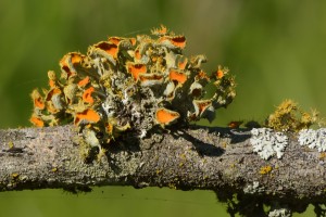 Lichen