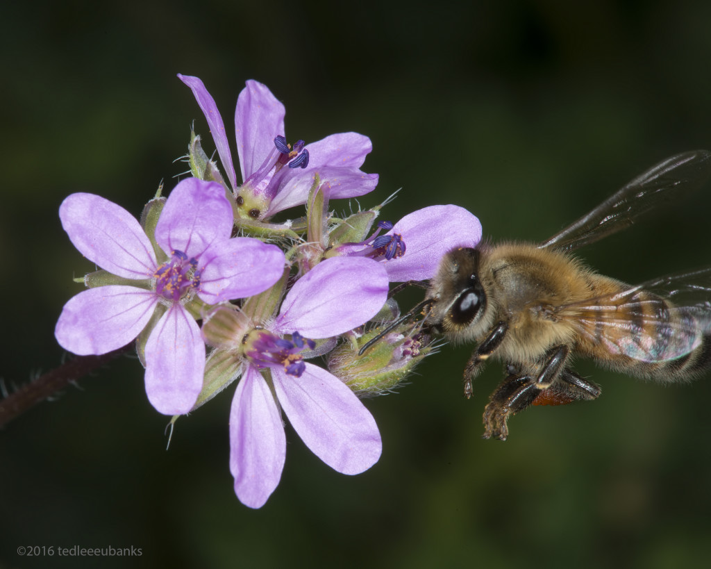 Bee Bombed by Ted Lee Eubanks